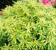 Choisya Mexican Orange Scented Shrub Goldfingers