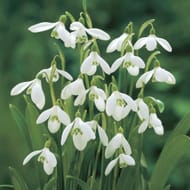 Pack of 100 Snowdrop Bulbs (Galanthus Woronowii)