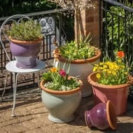 Win a £100 British Flowerpots Gift Card